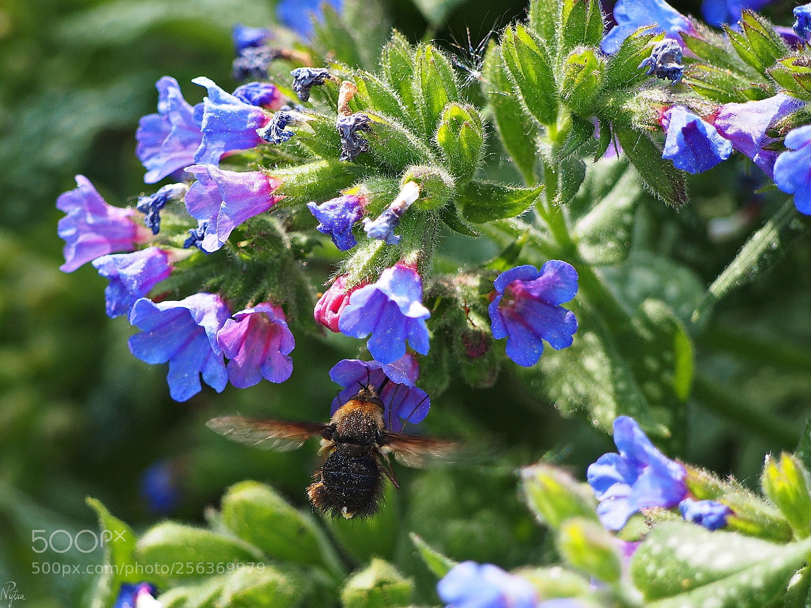 Olympus PEN E-PL5 sample photo. Hummingbirdie 2 photography