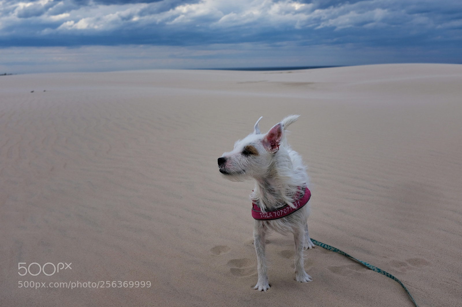 Fujifilm X100F sample photo. Needle the dog on photography