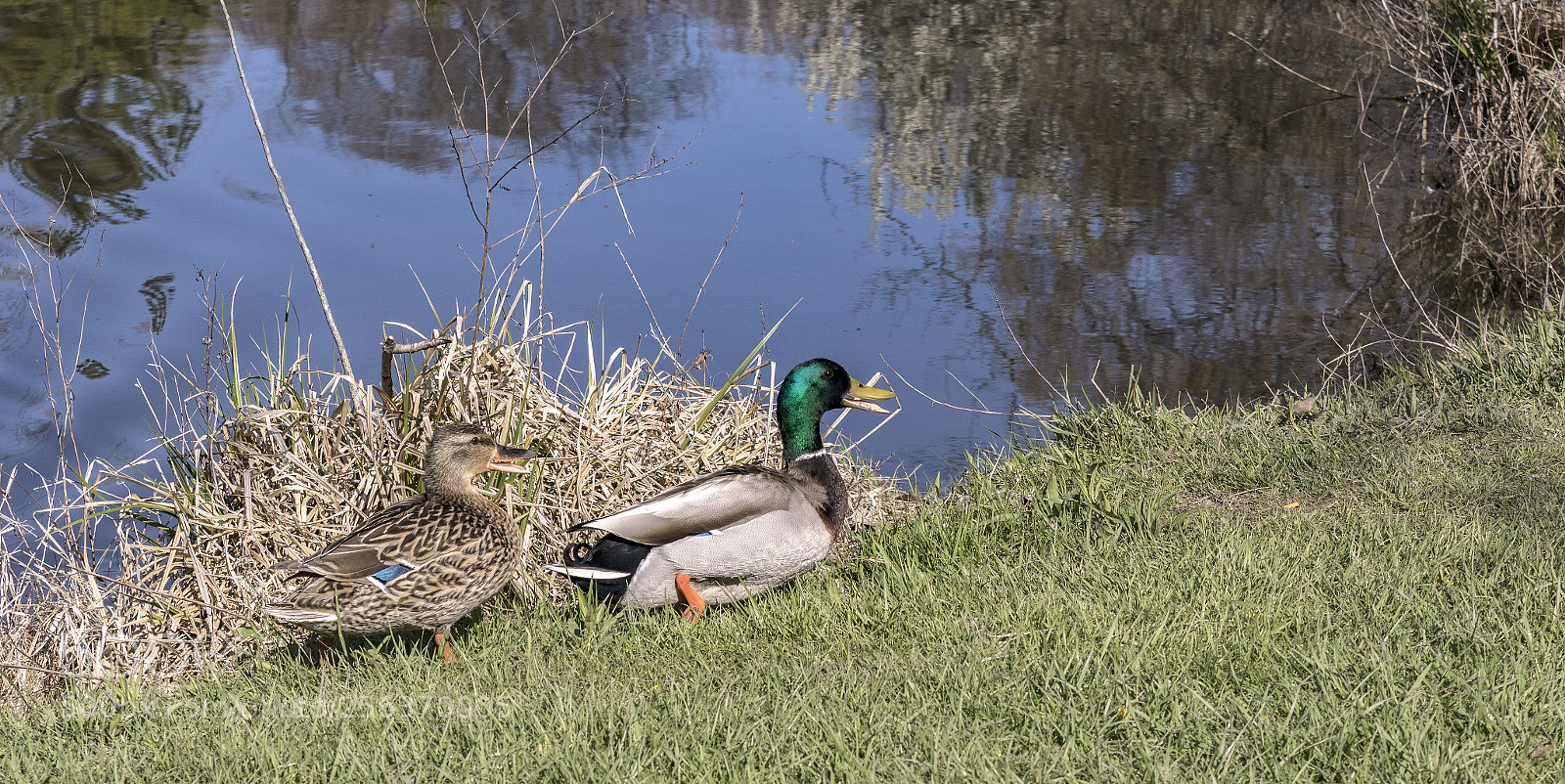 Canon EOS 7D Mark II sample photo. Male and female mallard. photography