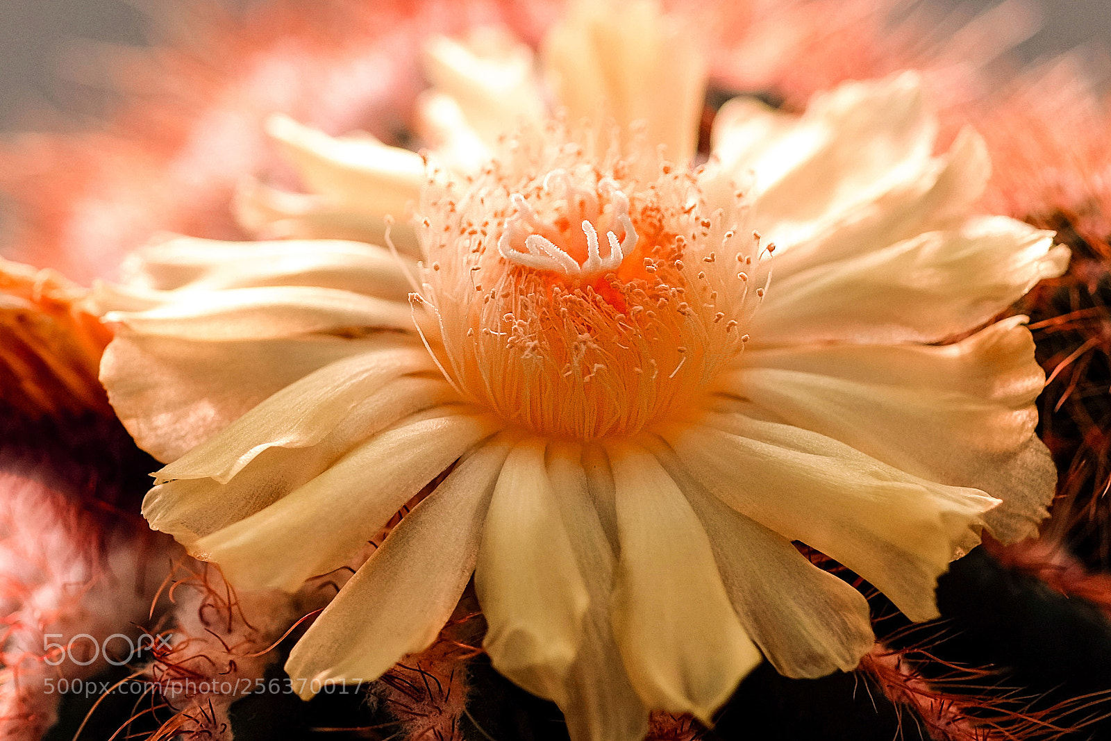 Fujifilm X-E2 sample photo. Prickly photography