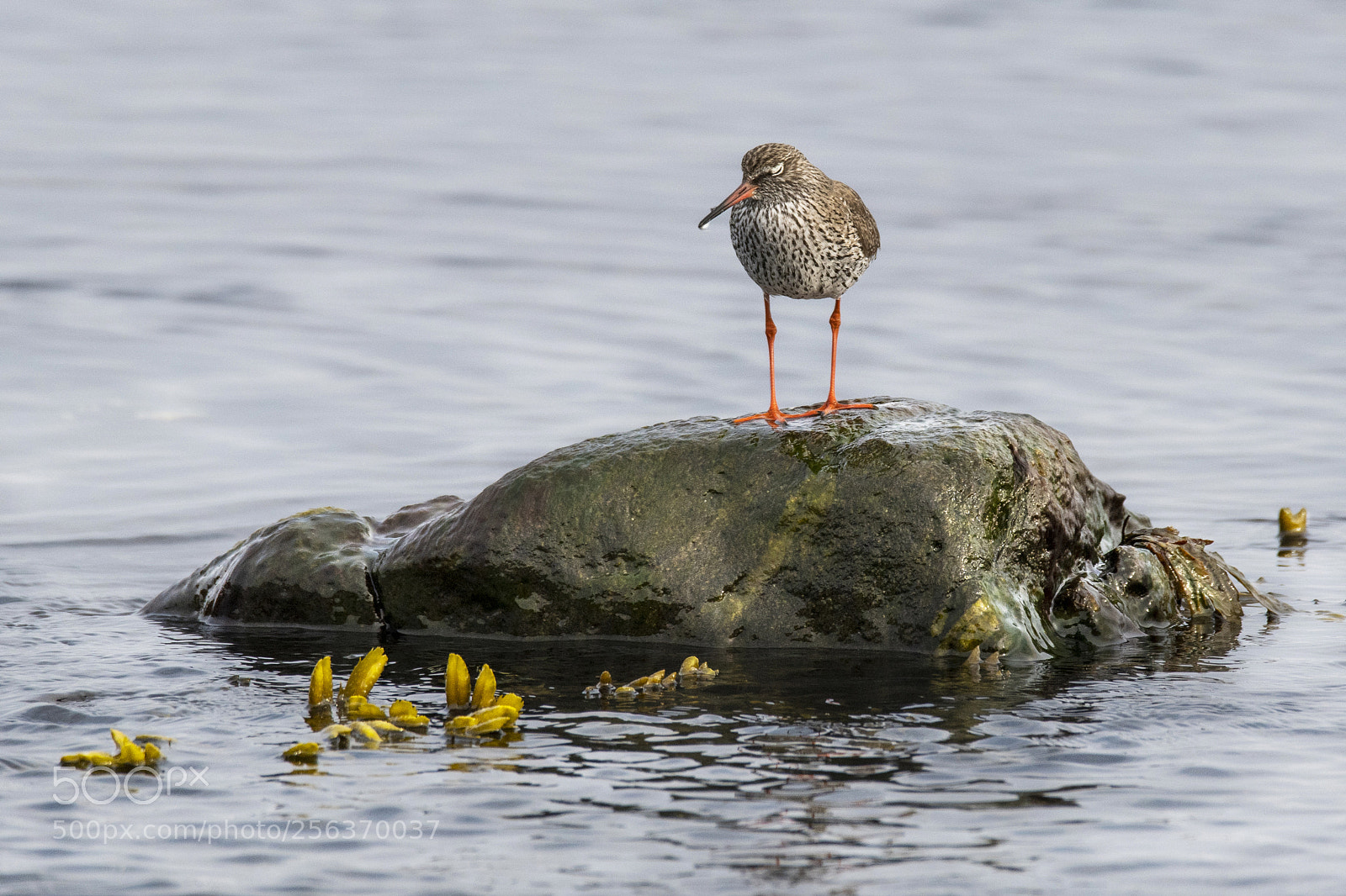 Nikon D850 sample photo. Common redshank - tringa photography