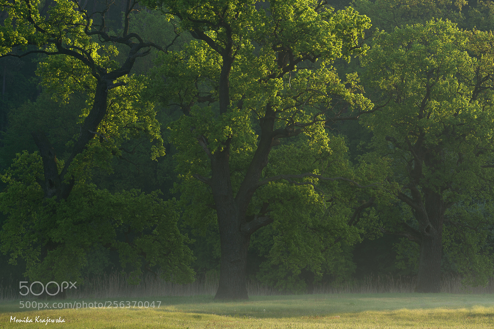 Nikon D610 sample photo. Greeeeeeen... photography