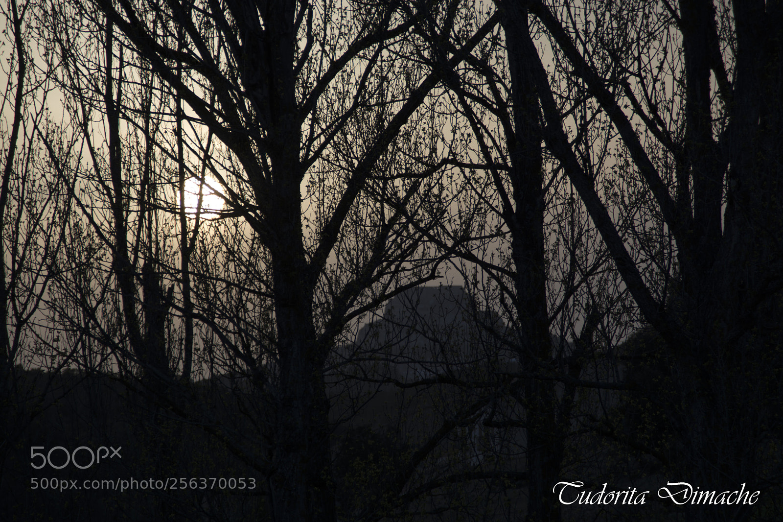 Nikon D7100 sample photo. Sunset in the forest photography