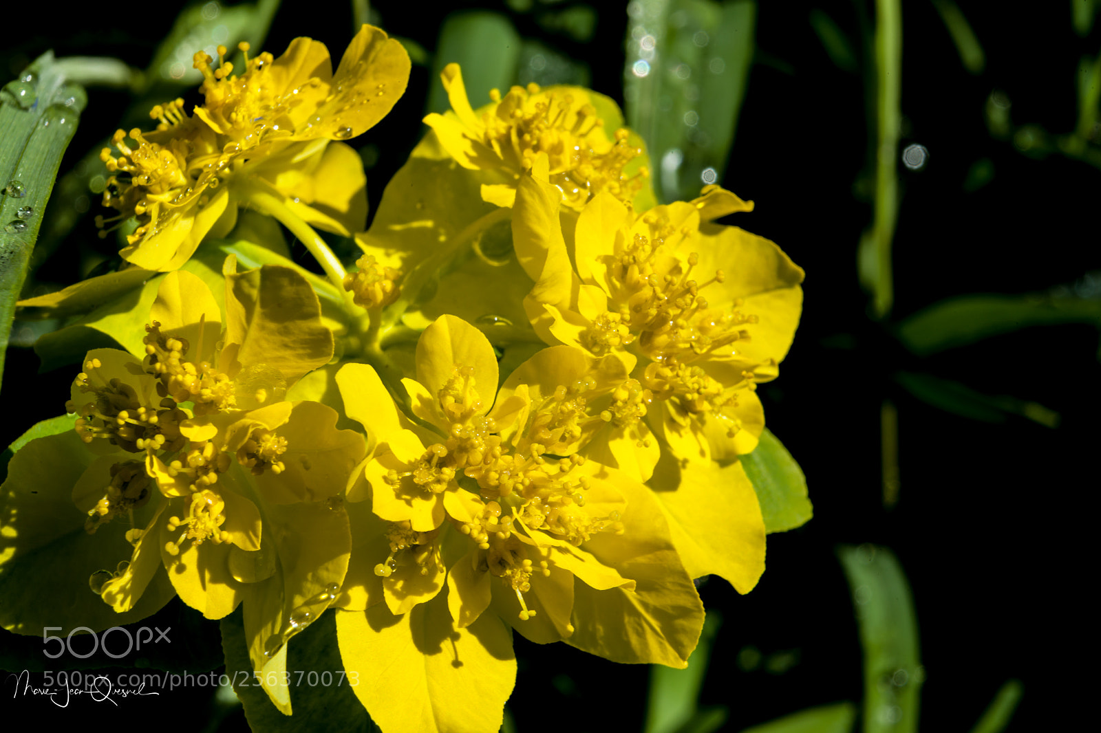 Canon EOS 5D Mark II sample photo. Fleur d'euphorbe 13 photography
