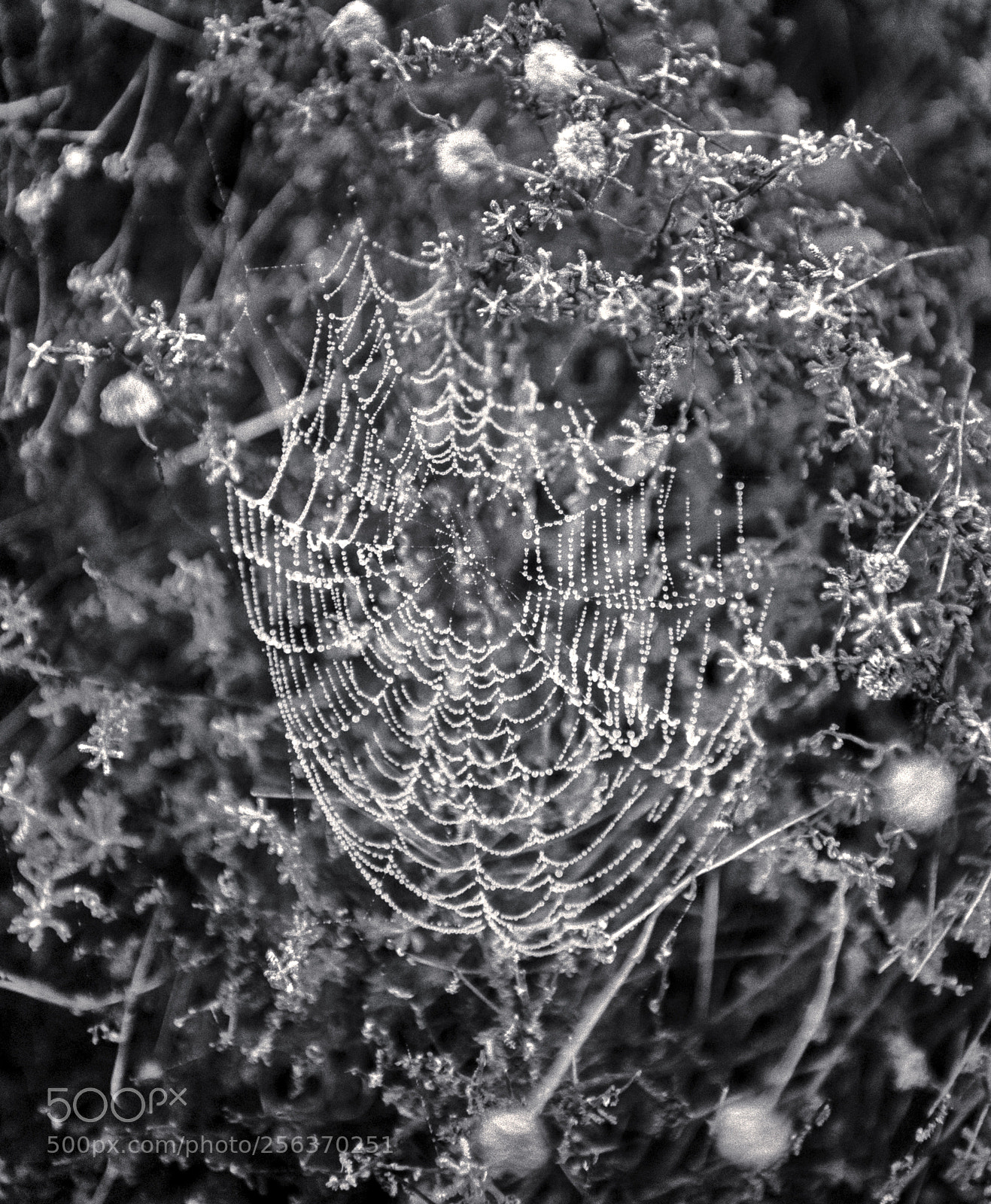 Nikon D800 sample photo. Telaraña photography