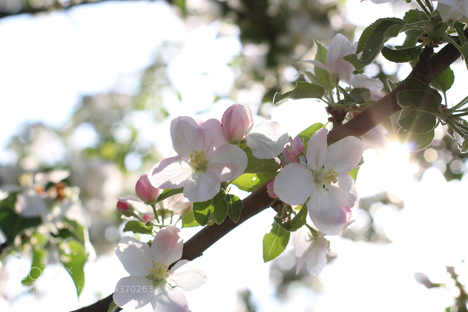 Canon EOS 1300D (EOS Rebel T6 / EOS Kiss X80) sample photo. Blooming tree  photography