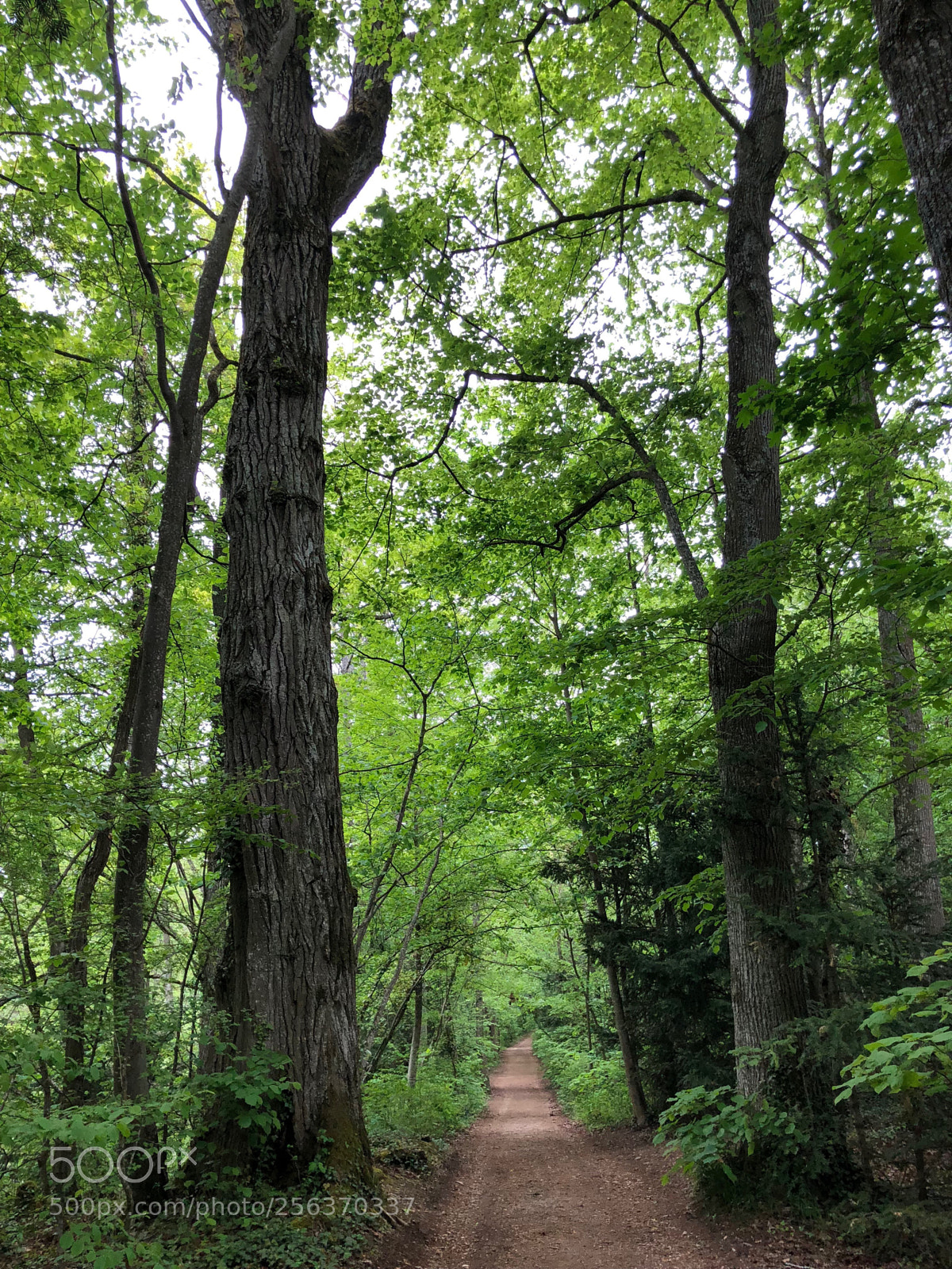 Apple iPhone X sample photo. Balade en forêt (1) photography