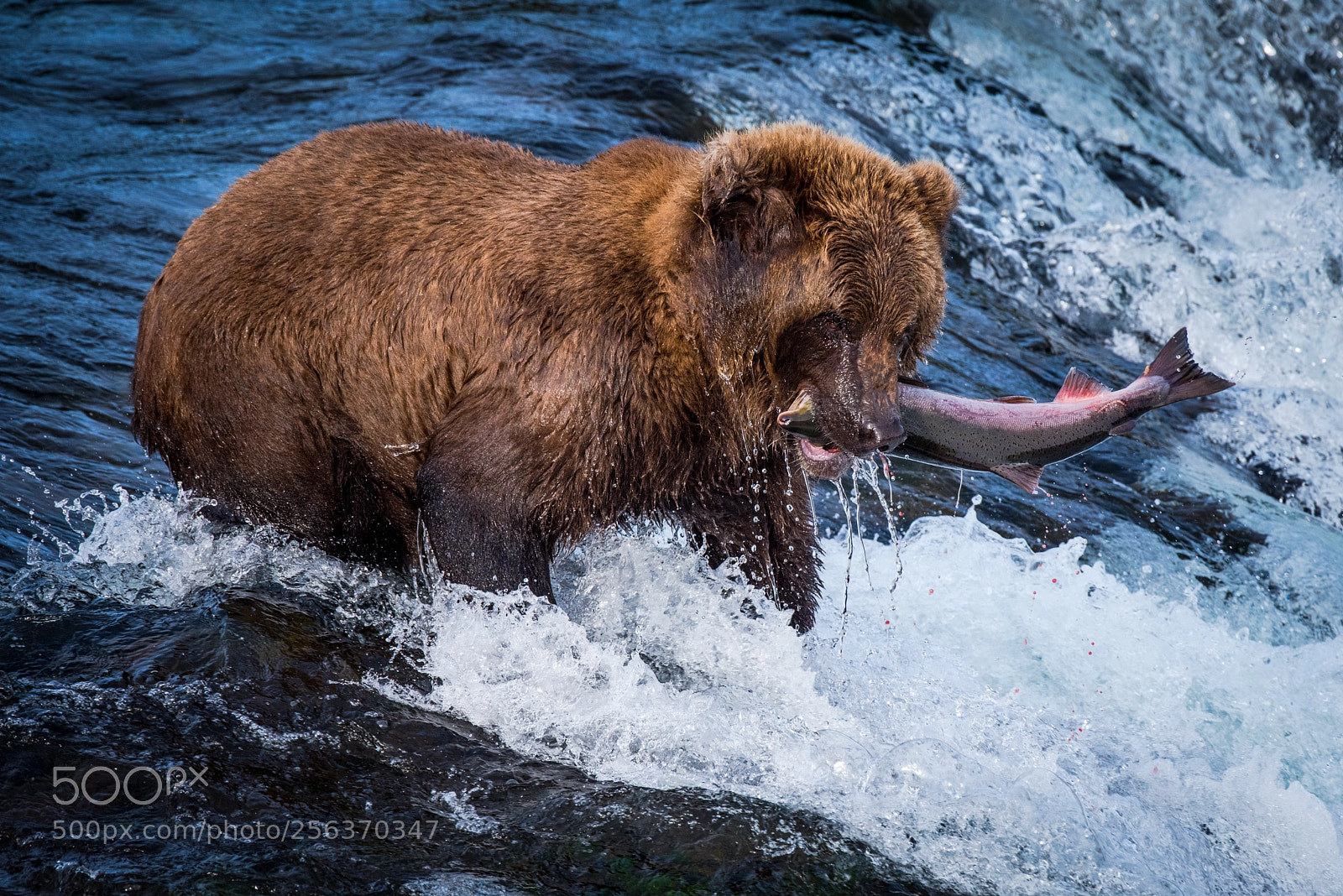 Nikon D750 sample photo. Alaskan brown bear catching photography
