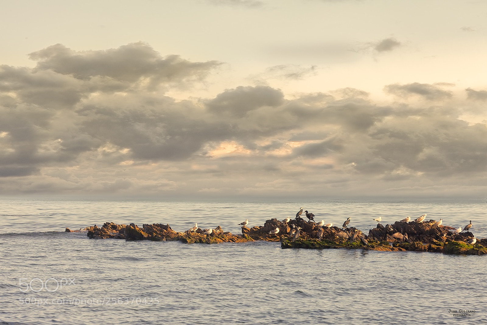 Canon EOS 5D Mark II sample photo. Cormoranes y gaviotas photography