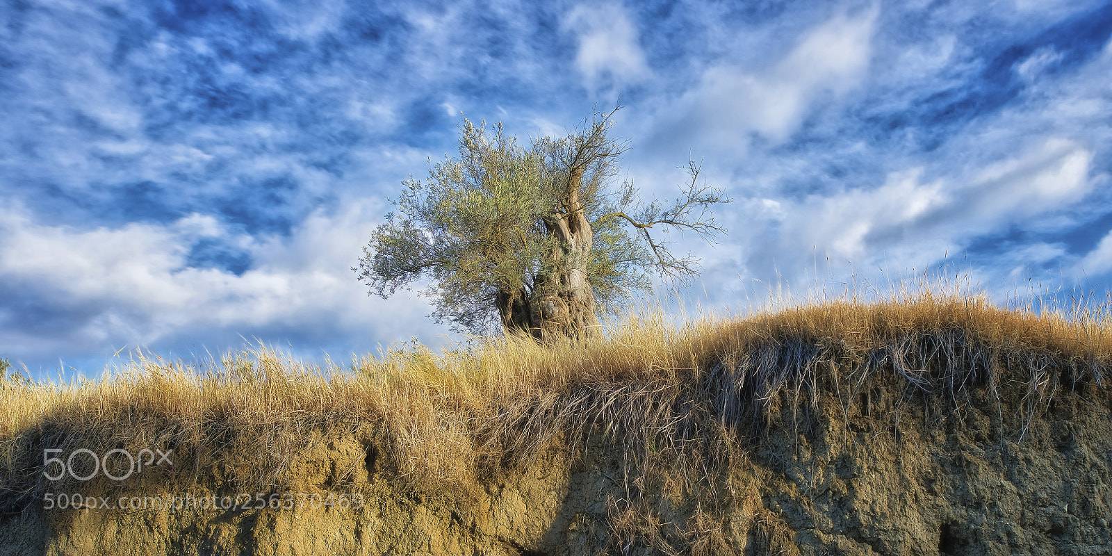 Nikon D800 sample photo. The old olive tree photography