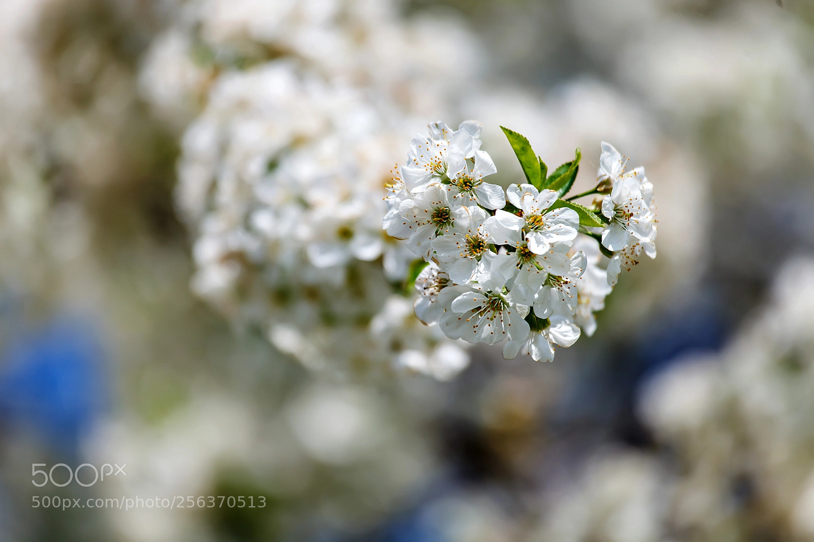 Canon EOS 5D Mark II sample photo. Spring time photography