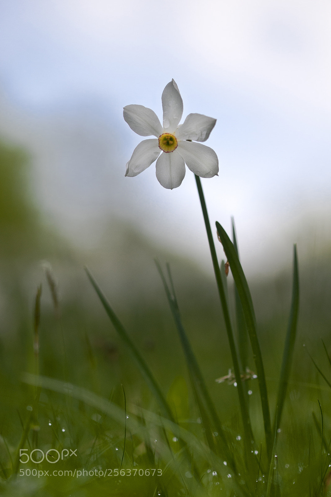 Nikon D300S sample photo. Dew photography