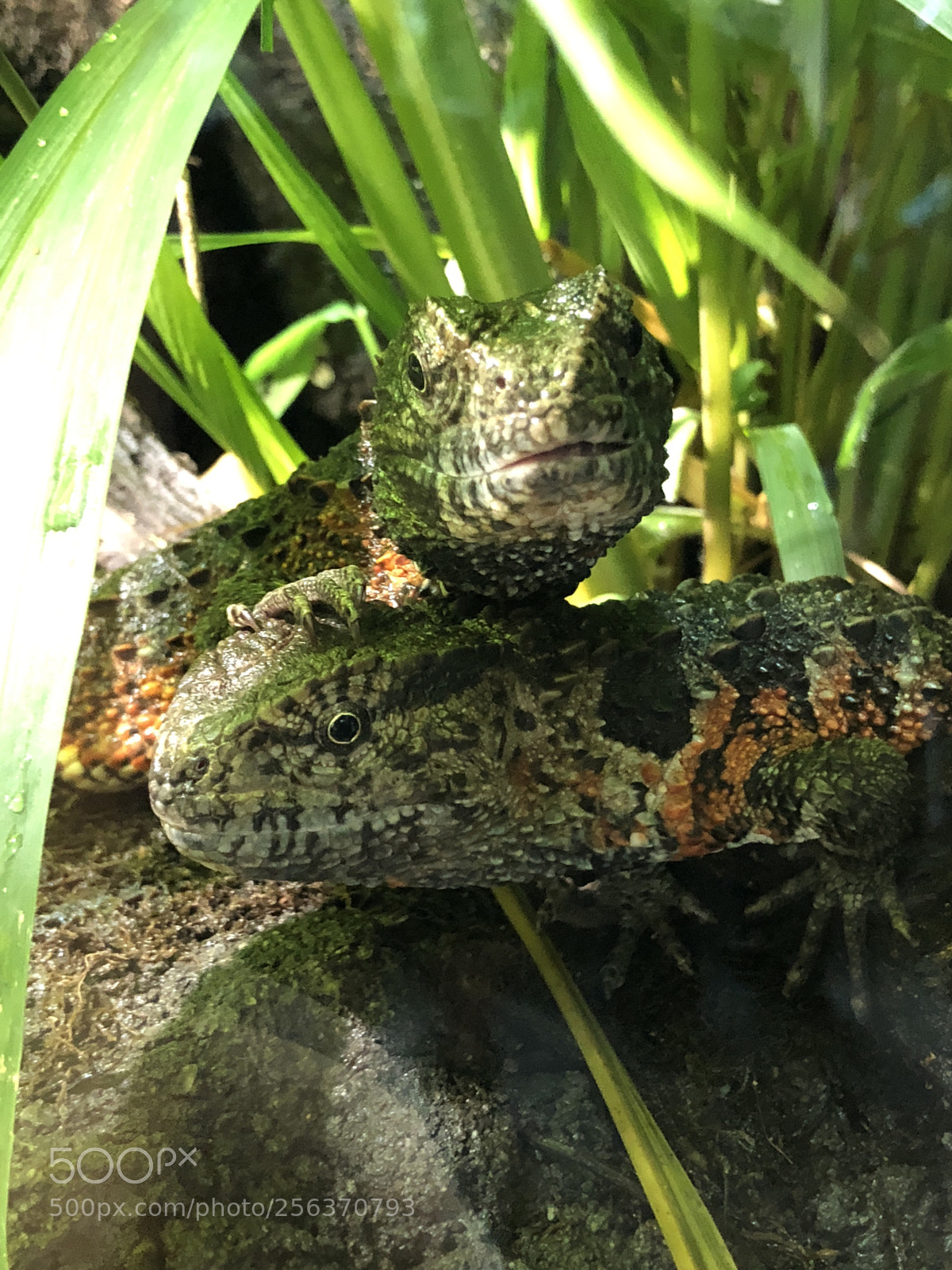 Apple iPhone X sample photo. Lizard photography
