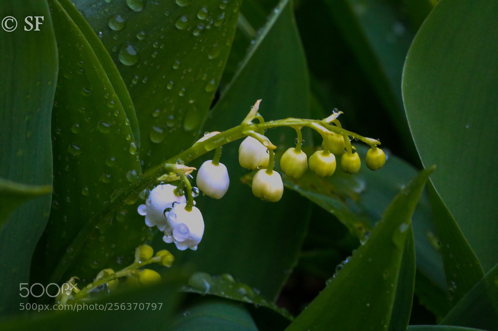 Canon EOS 750D (EOS Rebel T6i / EOS Kiss X8i) sample photo. The toxic beauty photography