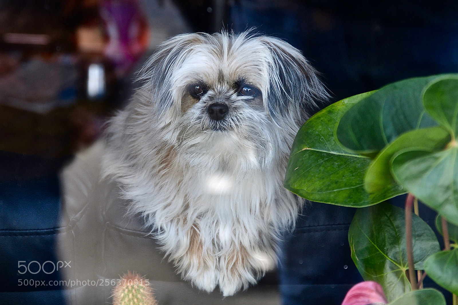 Nikon D800 sample photo. A dog behind the photography