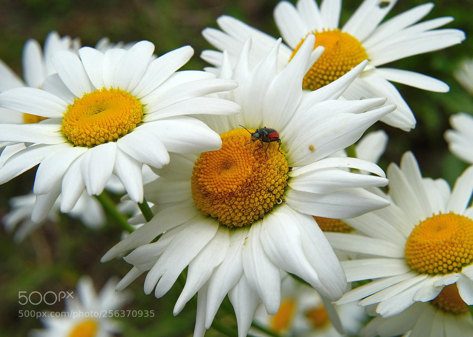 Sony a7 II sample photo. Mif photography