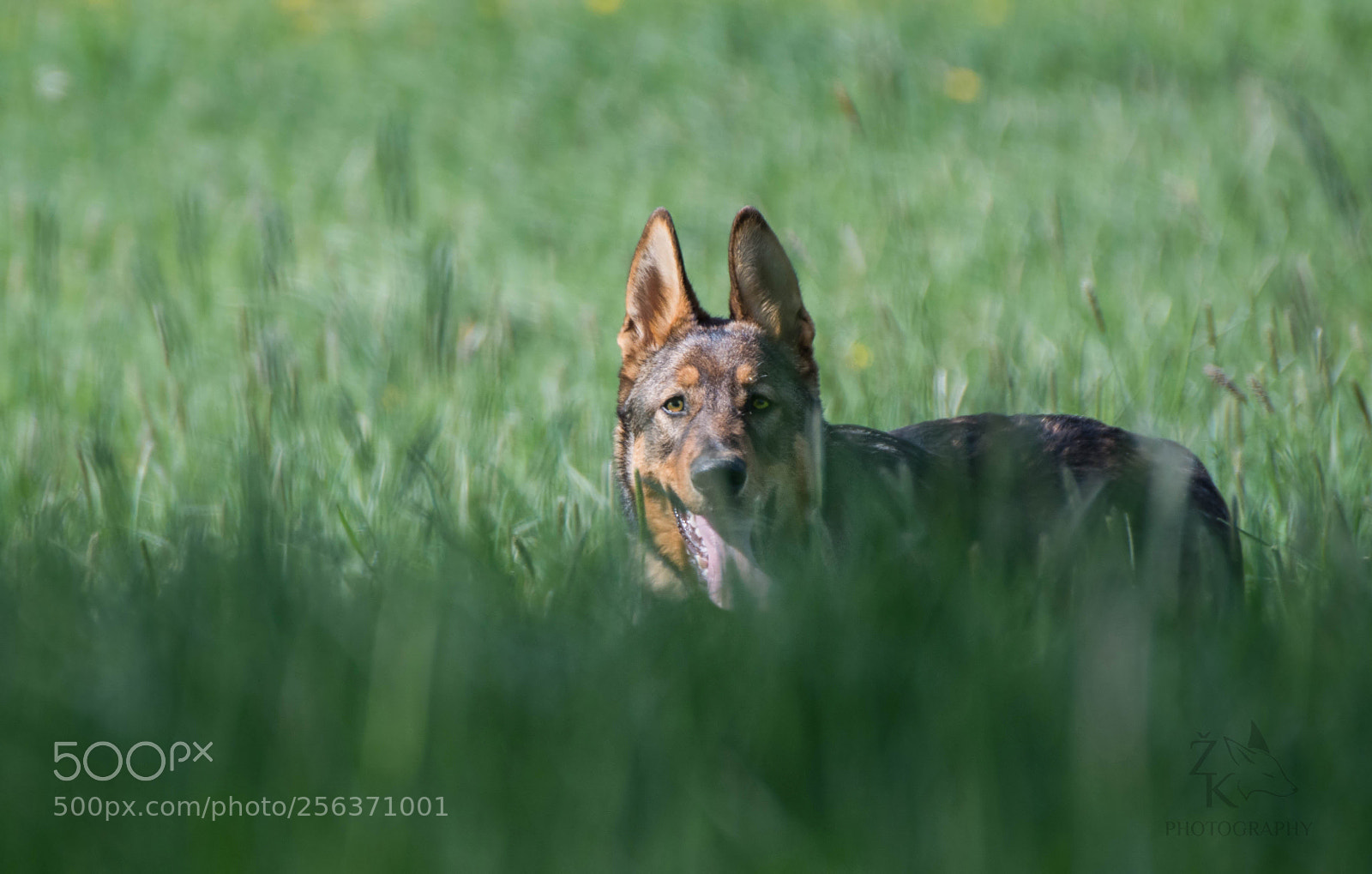 Nikon D5200 sample photo. Like a wolf photography
