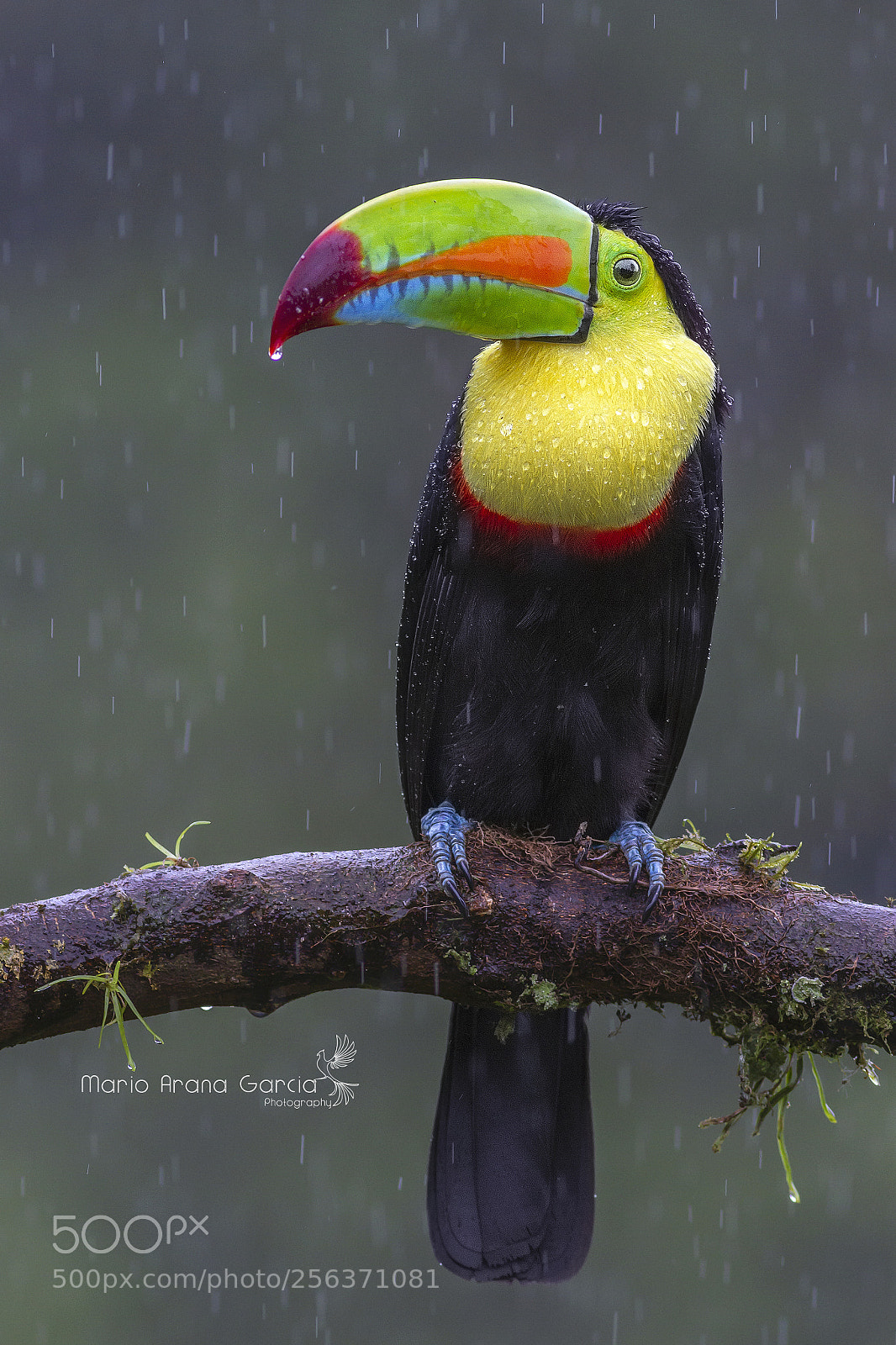 Canon EOS 7D sample photo. Keel-billed toucan photography