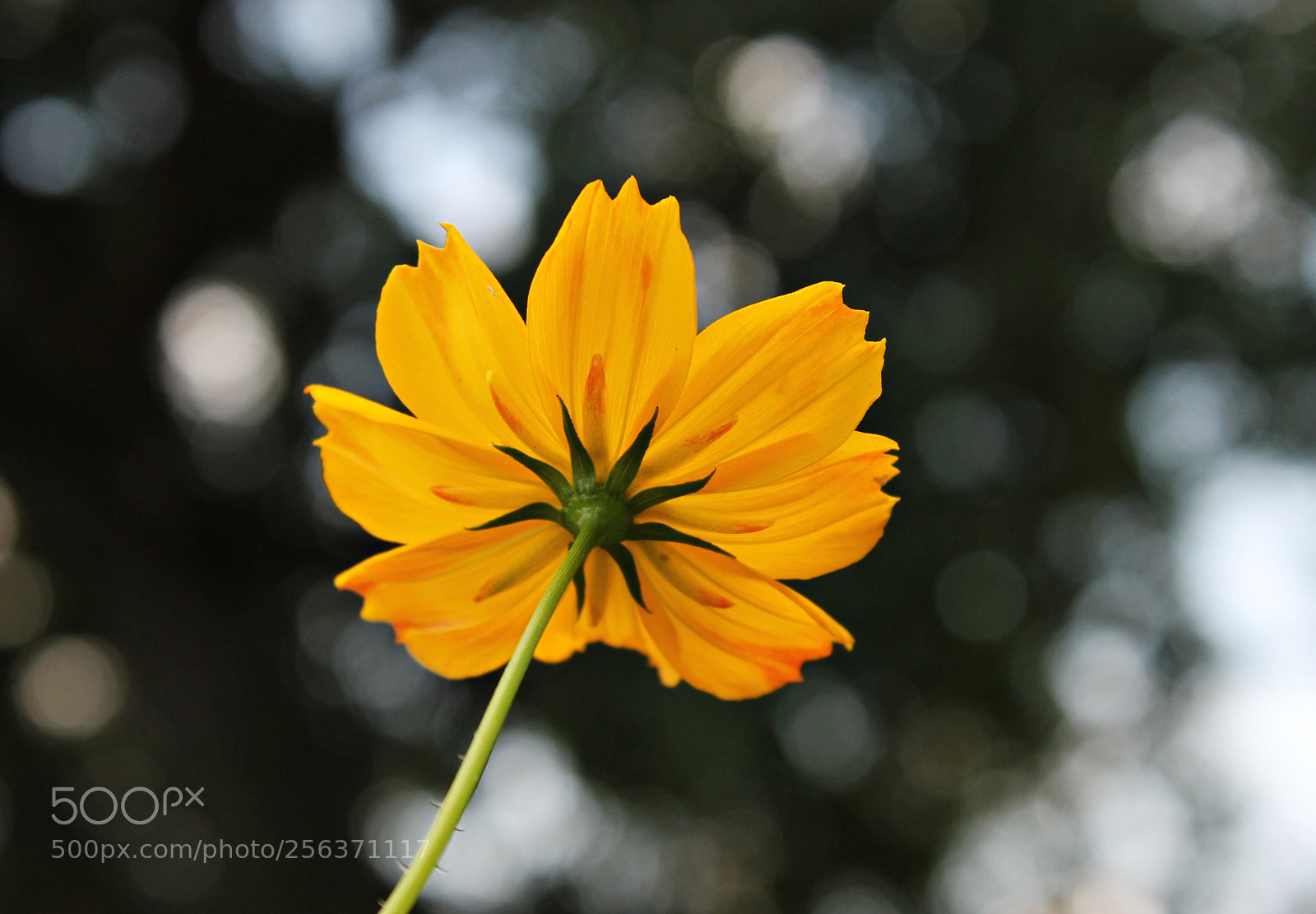 Canon EOS 1100D (EOS Rebel T3 / EOS Kiss X50) sample photo. Charms of nature photography