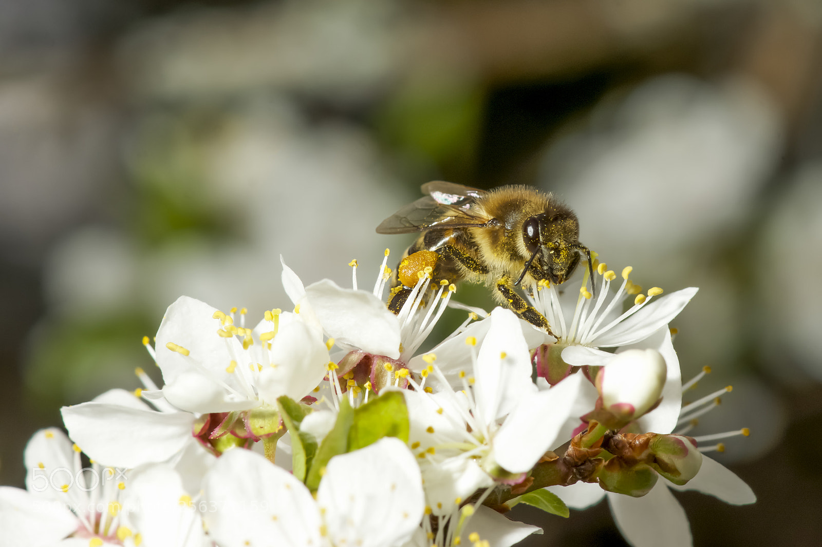 Sony SLT-A77 sample photo. Honey bee photography