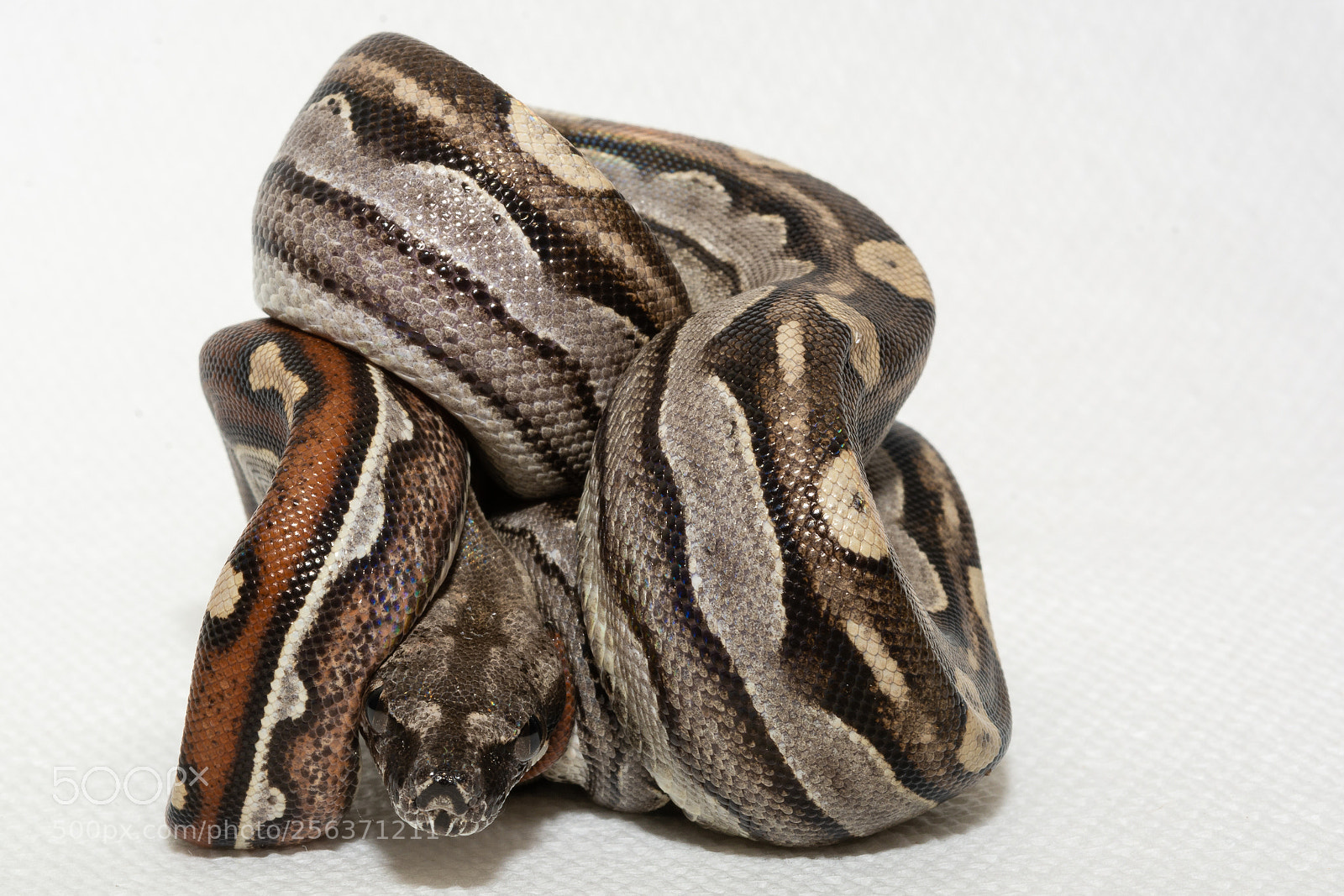 Nikon D7100 sample photo. Motley boa photography