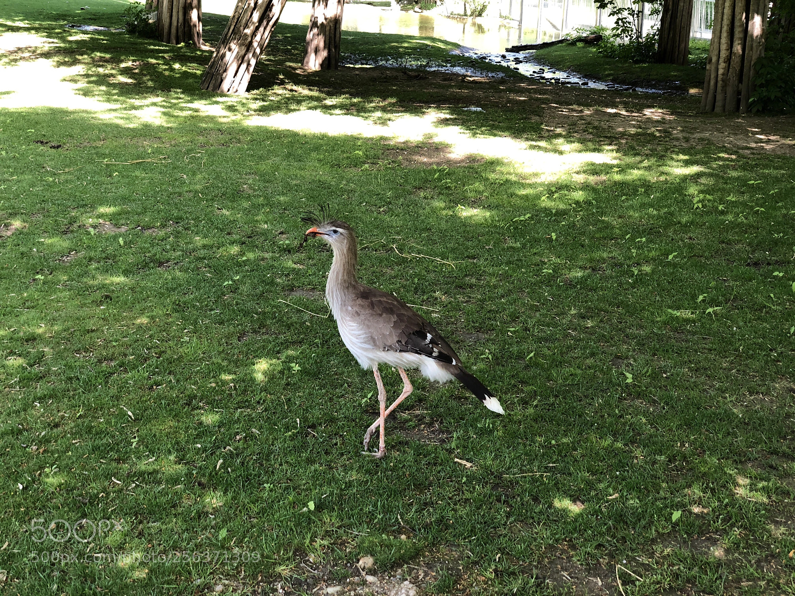 Apple iPhone X sample photo. Happy bird photography