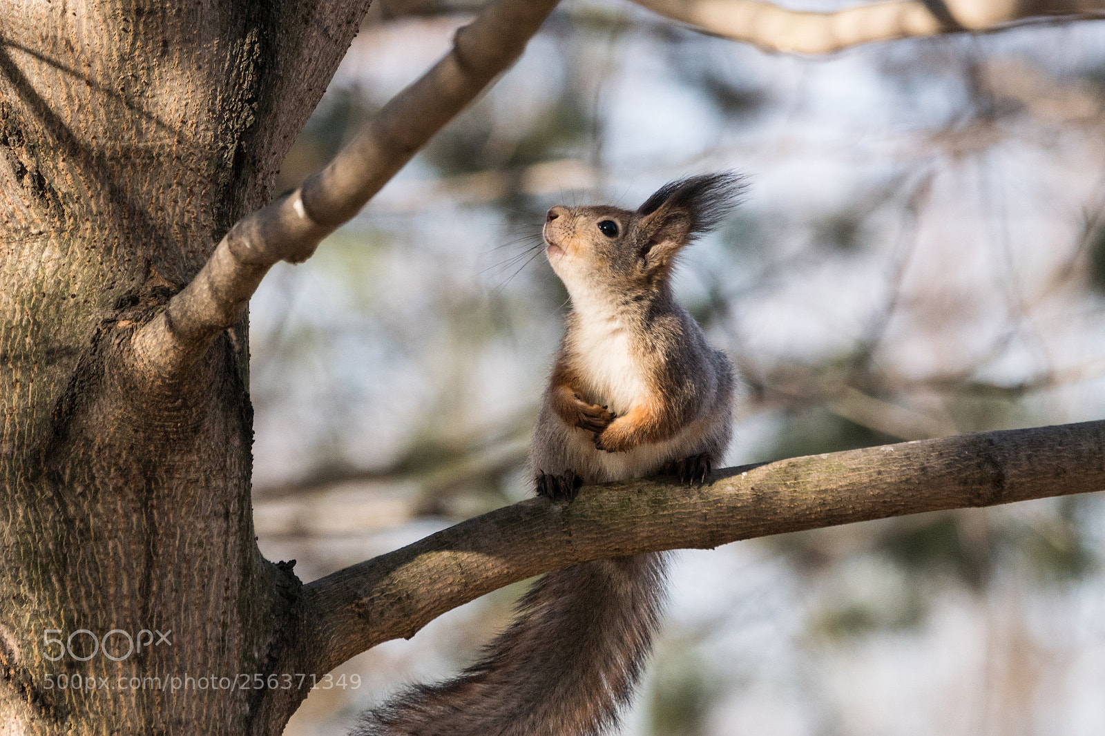 Sony ILCA-77M2 sample photo. Dreaming about big nut :) photography