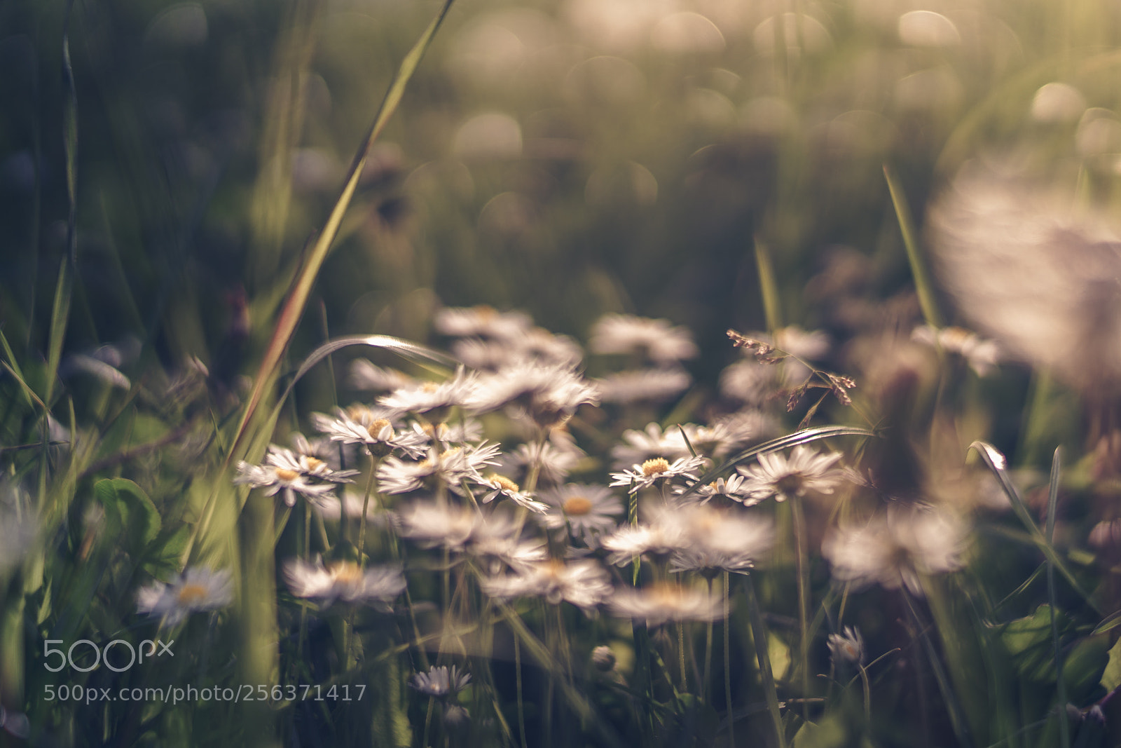 Sony a7R II sample photo. Daisy iii photography