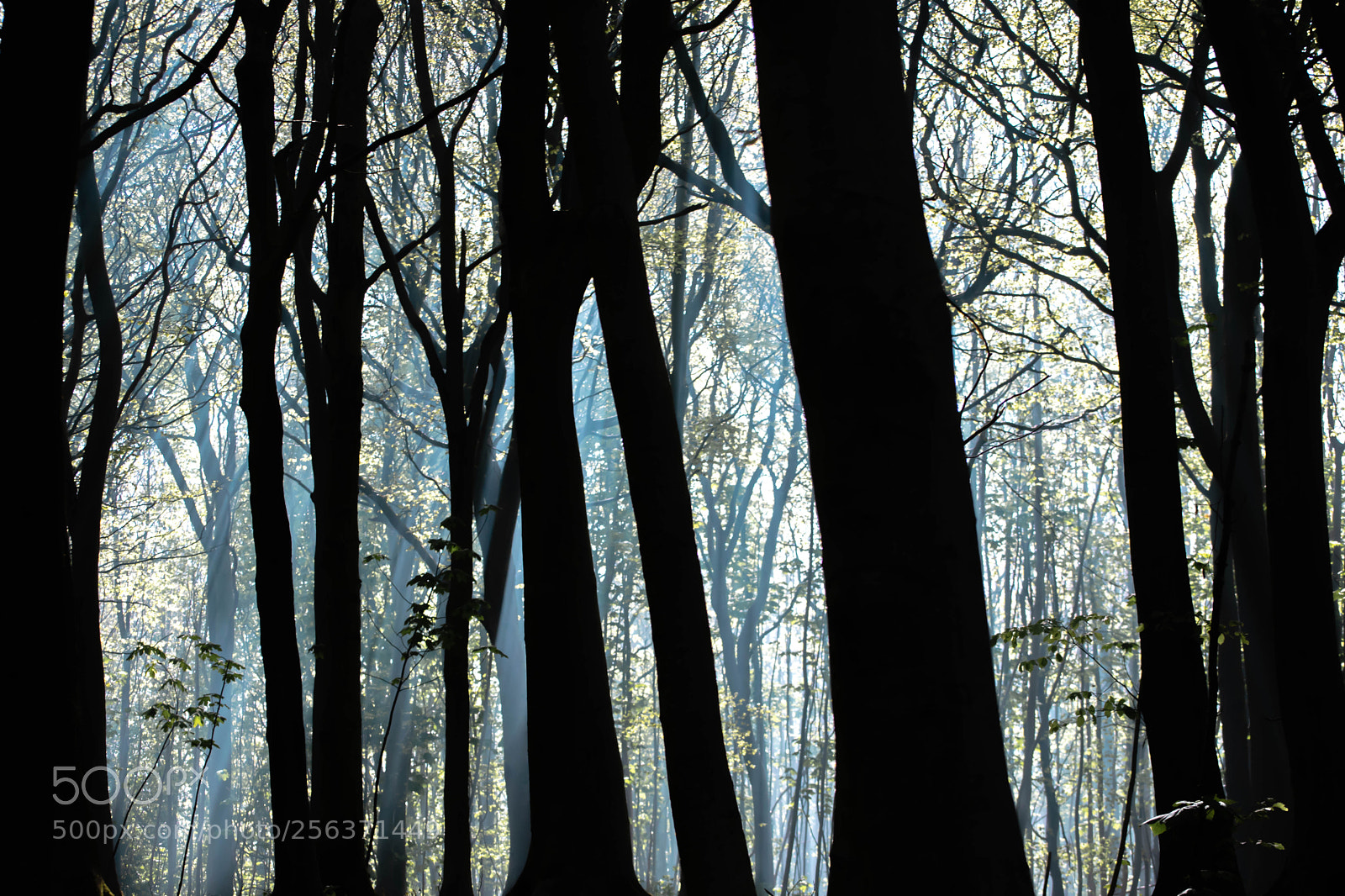 Nikon D5300 sample photo. Stanmer park photography