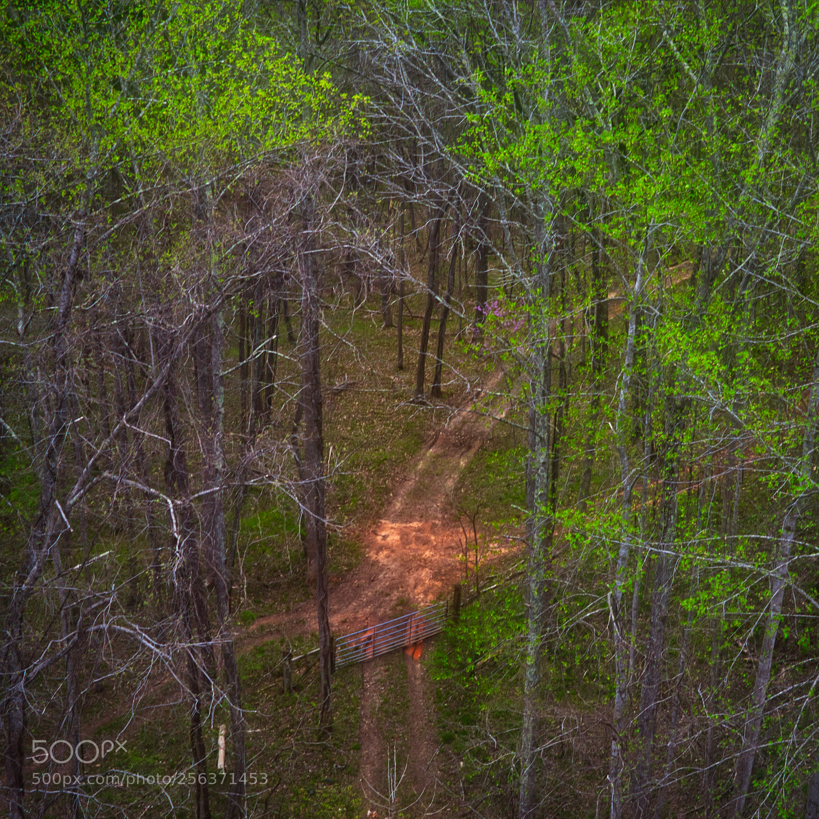 Canon EOS 5D Mark II sample photo. Roads in the forest photography