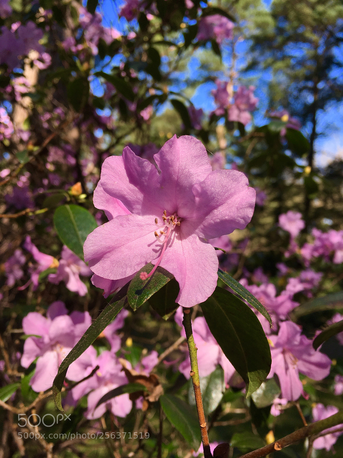 Apple iPhone SE sample photo. Flowers in focus. photography