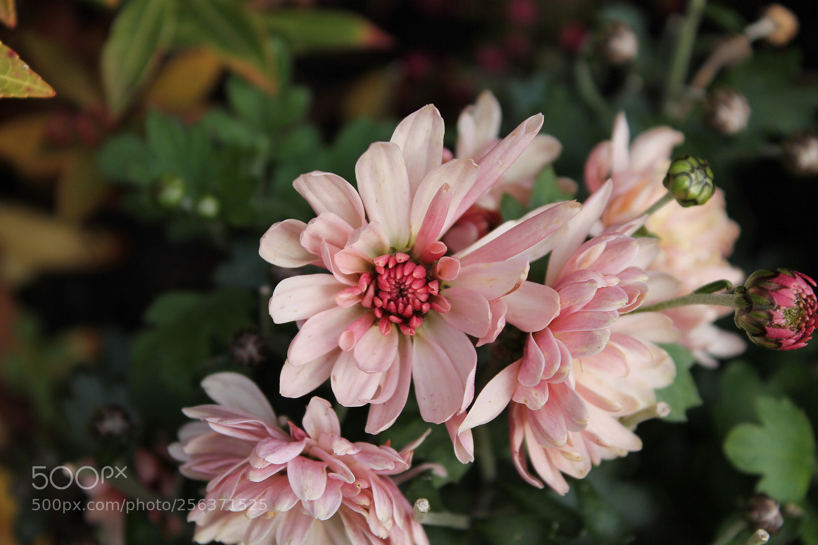 Canon EOS 1100D (EOS Rebel T3 / EOS Kiss X50) sample photo. Flowers in focus. photography