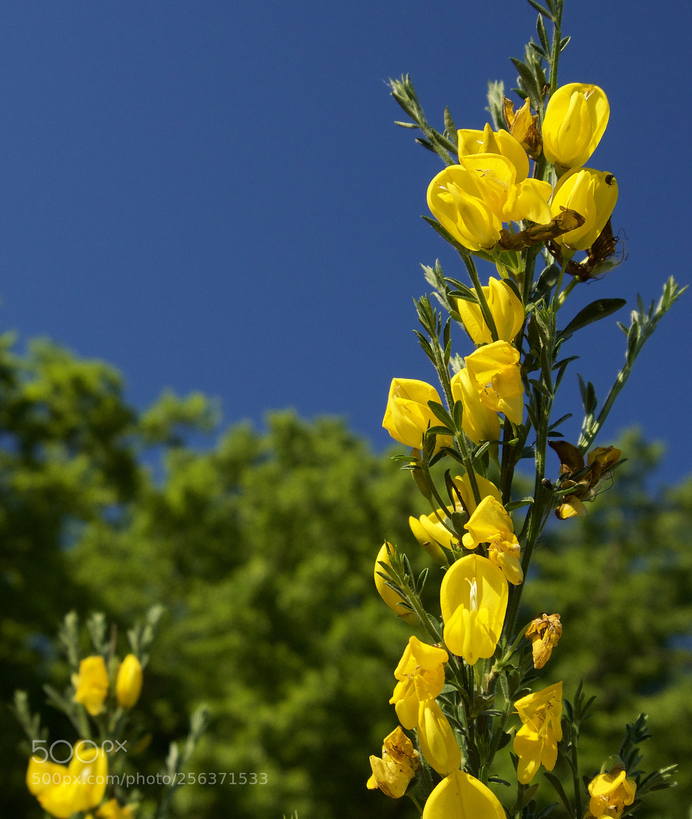 Sony a5100 sample photo. Flowers in focus. photography