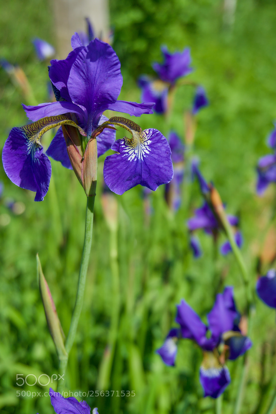 Sony a5100 sample photo. Flowers in focus. photography