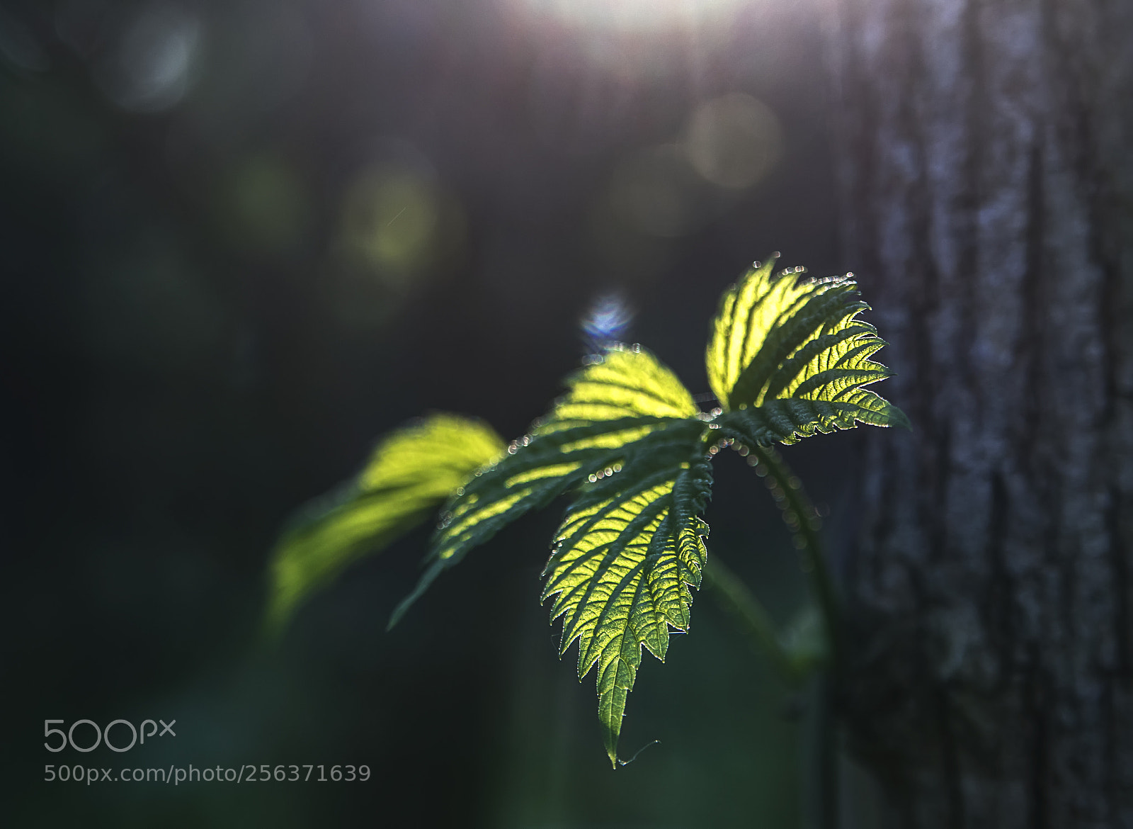Canon EOS 80D sample photo. Születés photography
