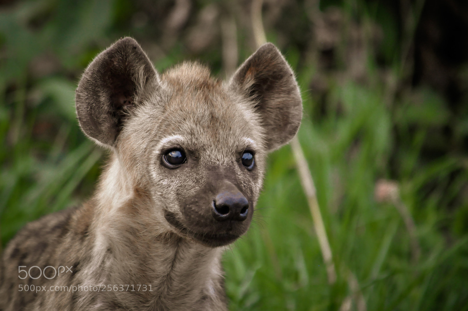 Nikon D90 sample photo. Young hyena photography
