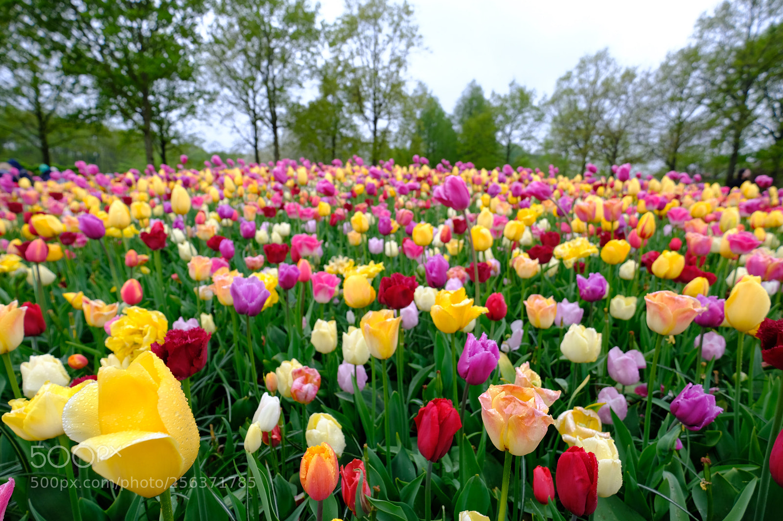 Fujifilm X-T20 sample photo. Keukenhof photography