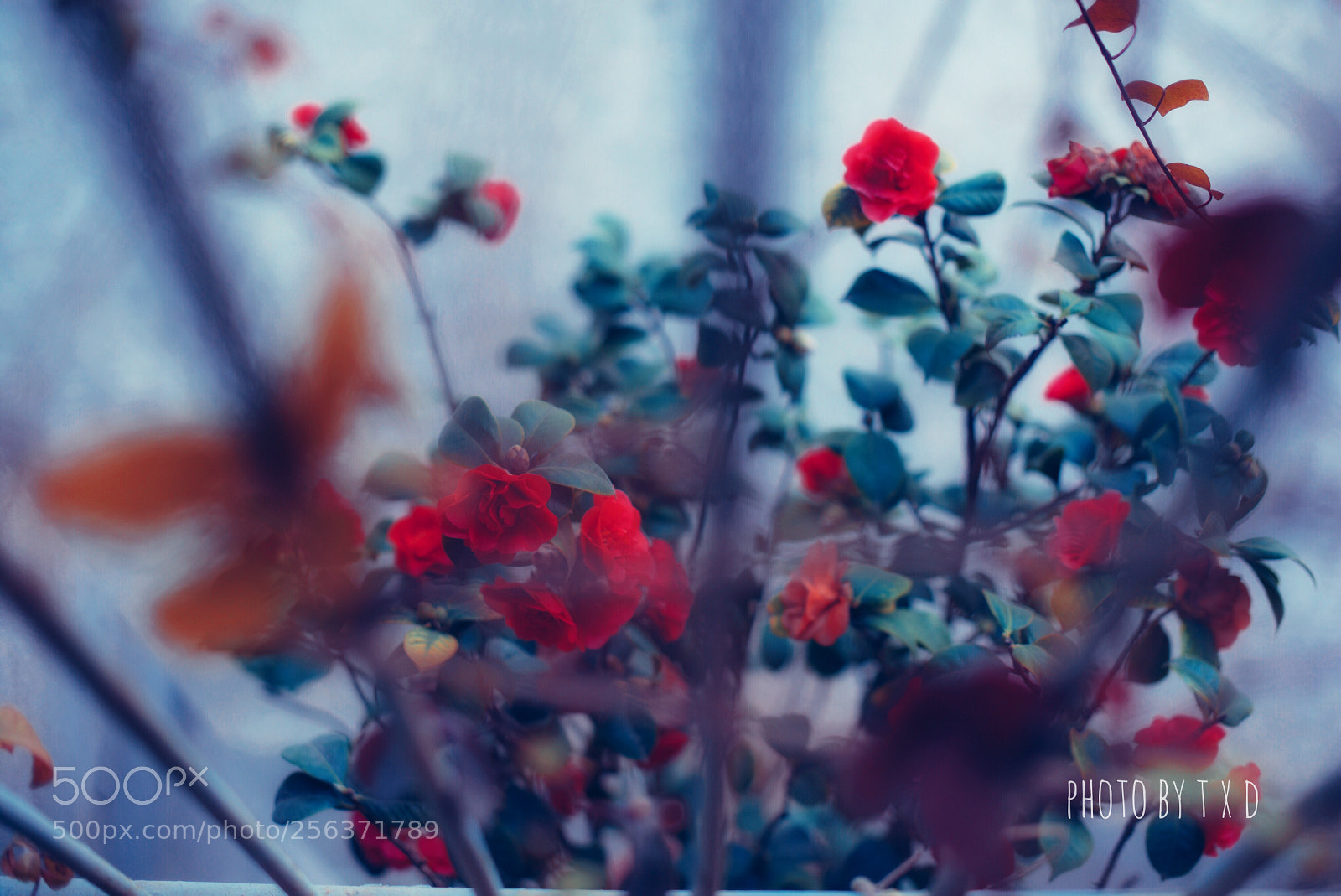 Nikon D750 sample photo. 群舞飞扬 photography