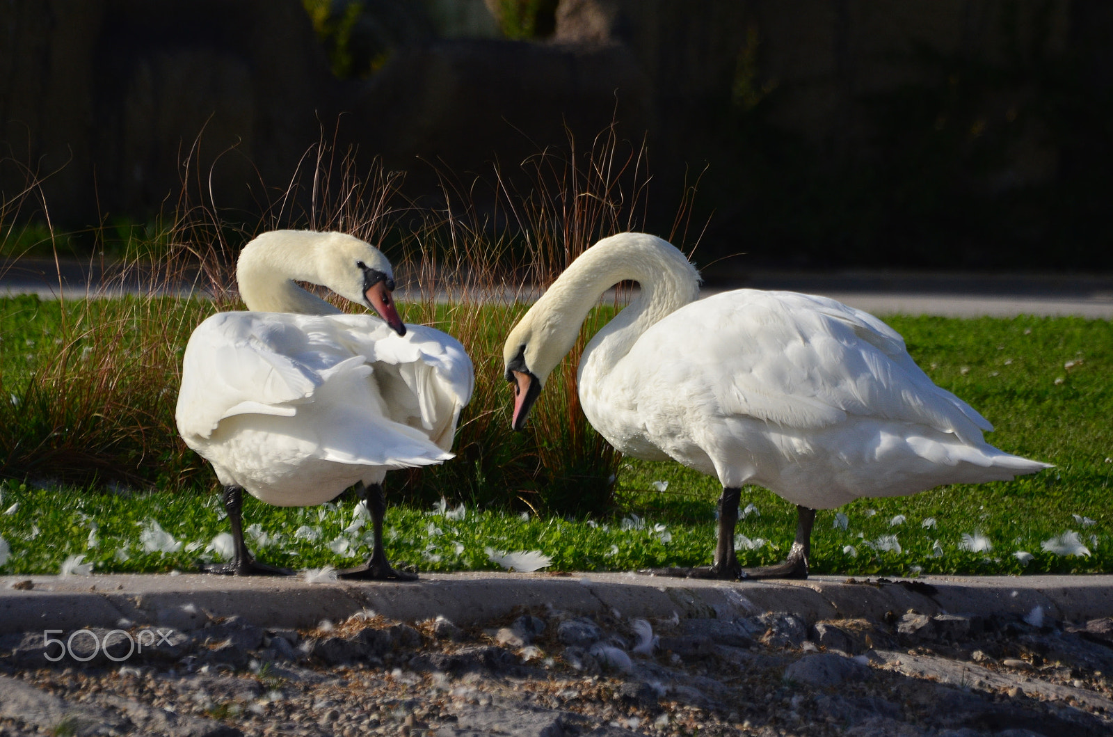 Nikon D5100 + Sigma 70-300mm F4-5.6 APO DG Macro sample photo. Kuğular photography