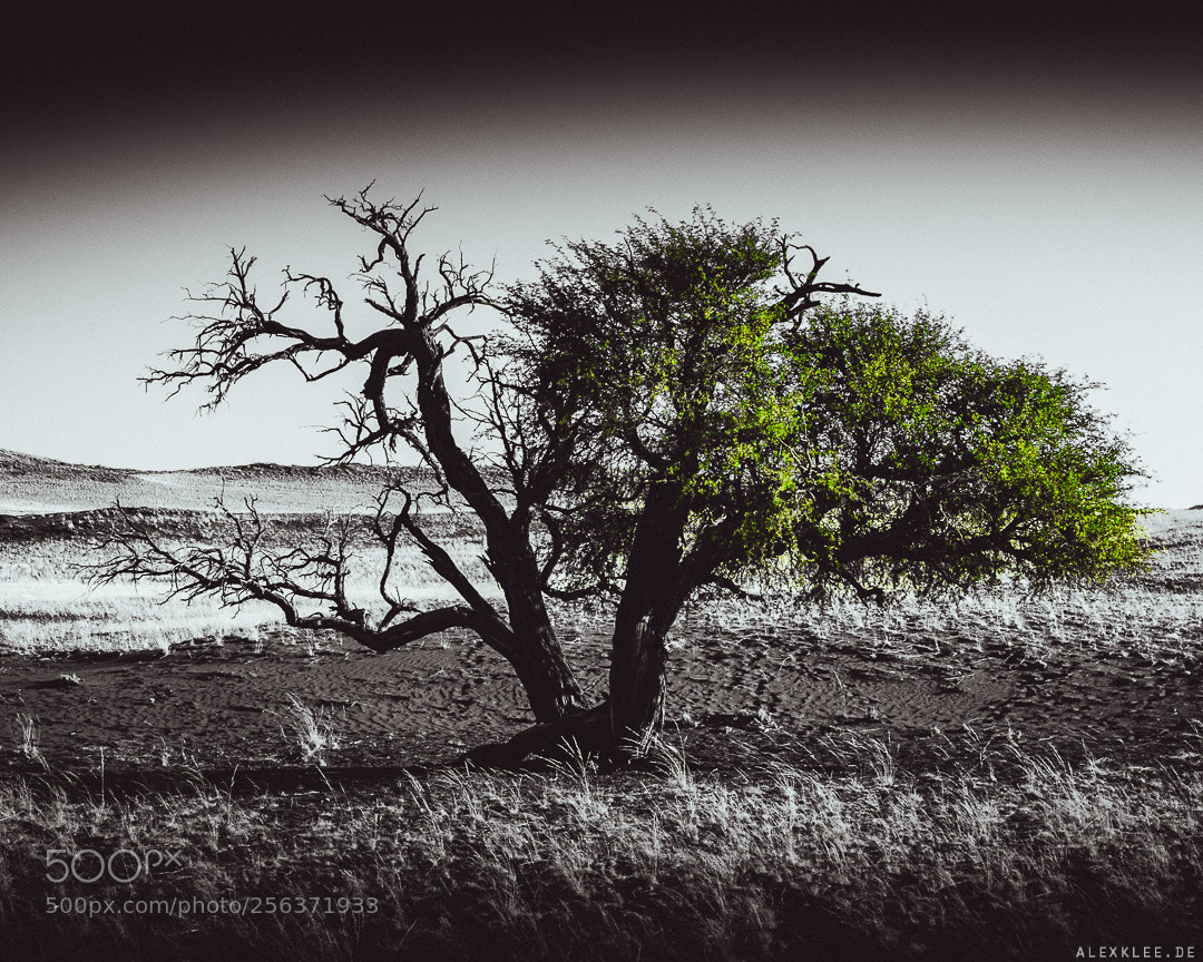 Canon EOS 7D Mark II sample photo. Half dead half alife photography