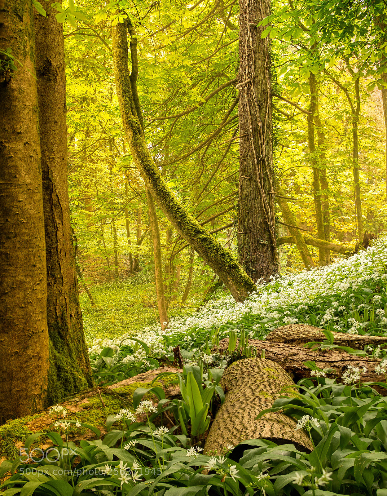 Canon EOS 70D sample photo. Wild garlic photography