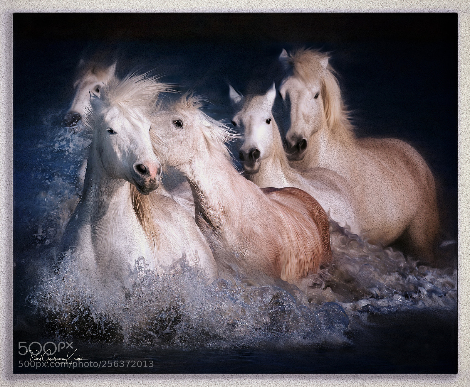 Canon EOS-1D X sample photo. Horse whisperer .... photography