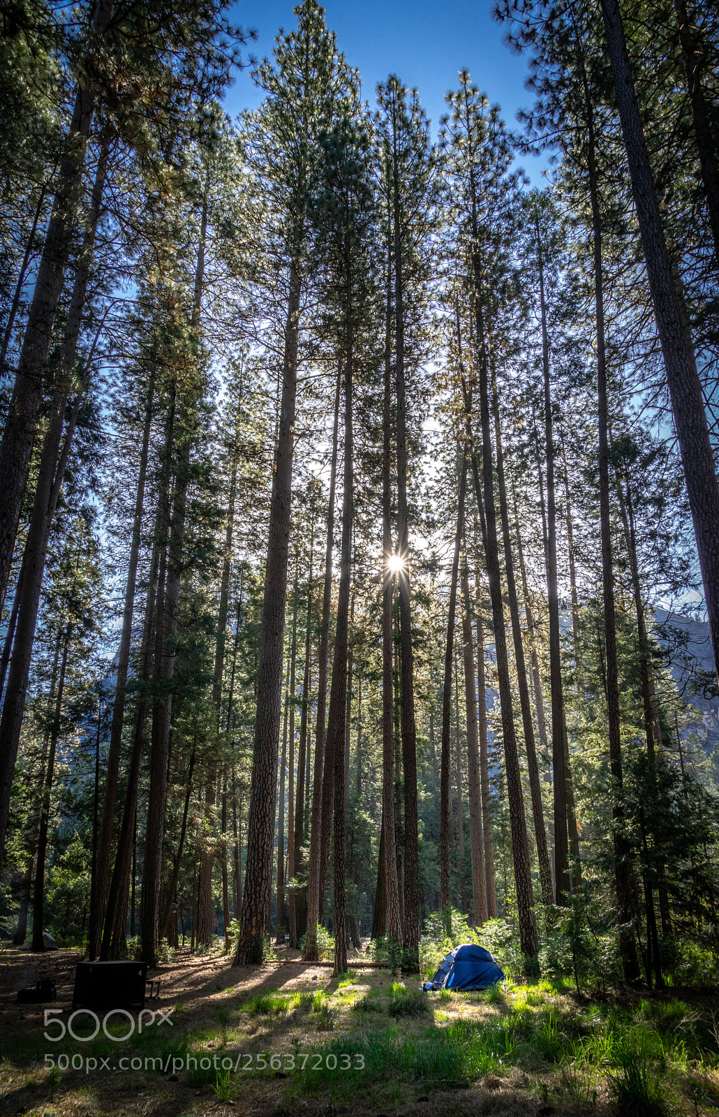 Sony a7R sample photo. Yosemite photography