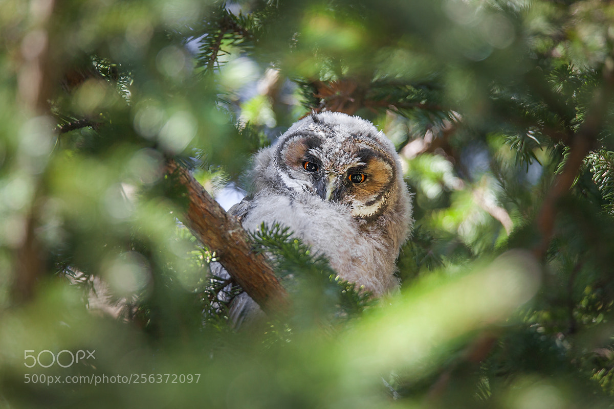 Canon EOS 5D Mark II sample photo. Owlet photography