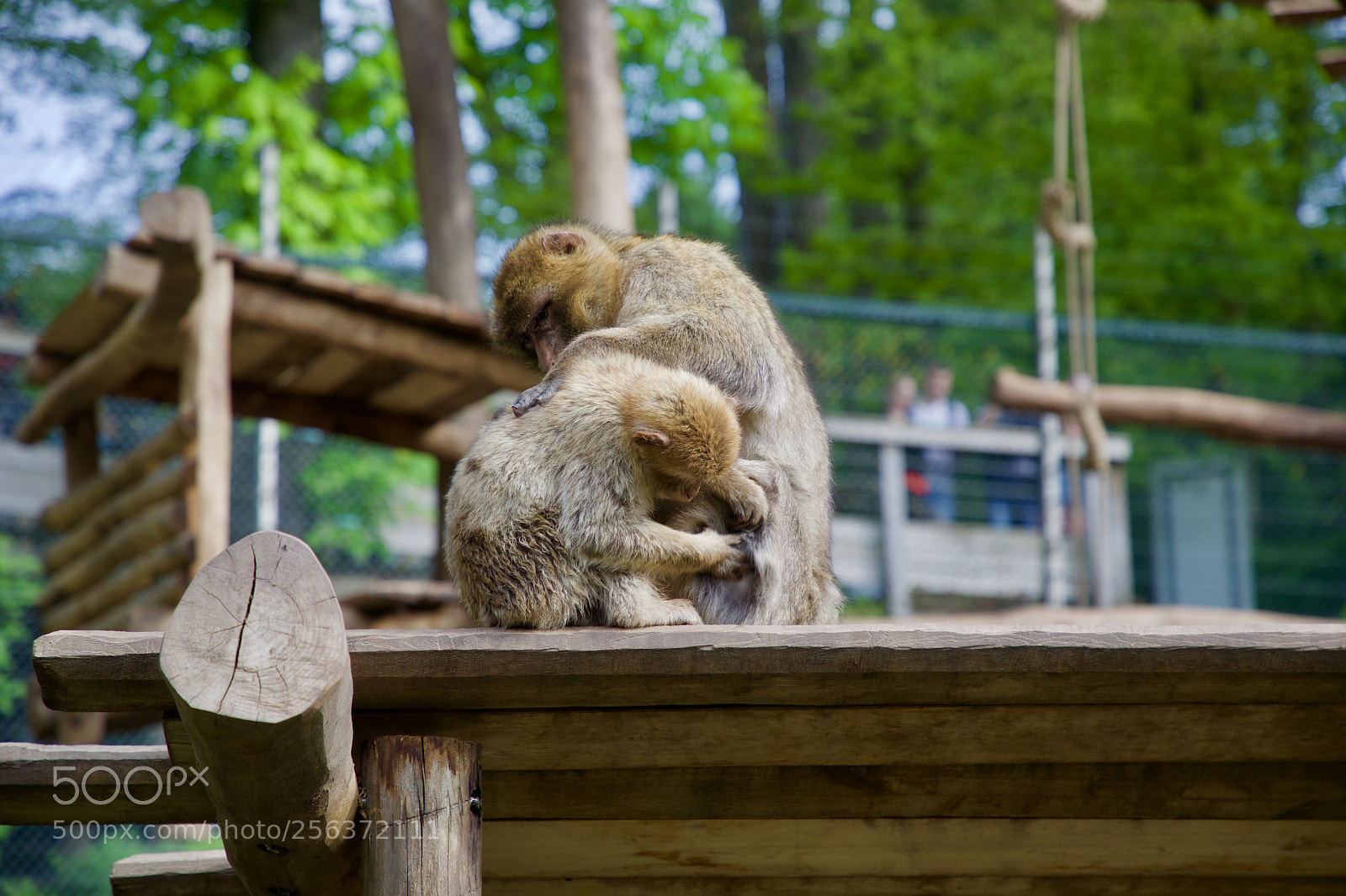 Canon EOS 5D Mark IV sample photo. Macaque de barbarie. barbery photography