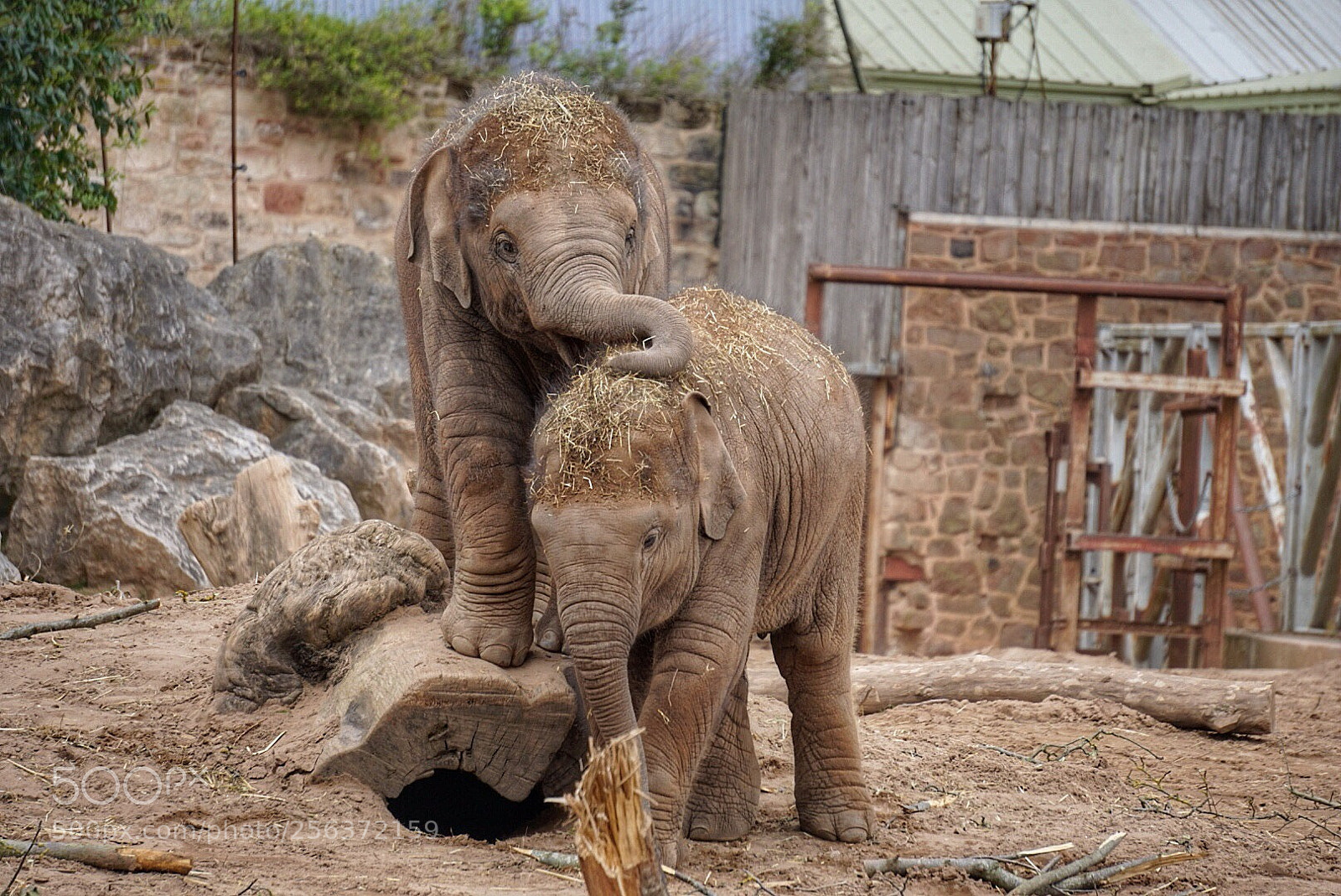 Sony a6000 sample photo. Sibling love - elephant photography