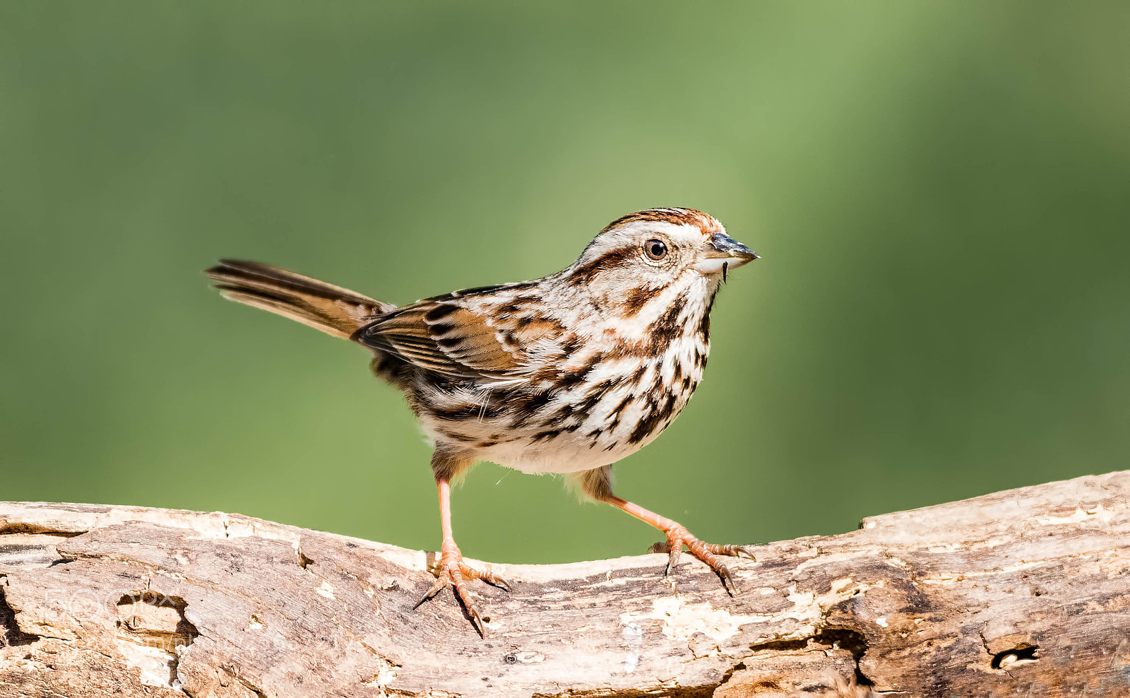 Nikon D500 sample photo. Sparrow photography