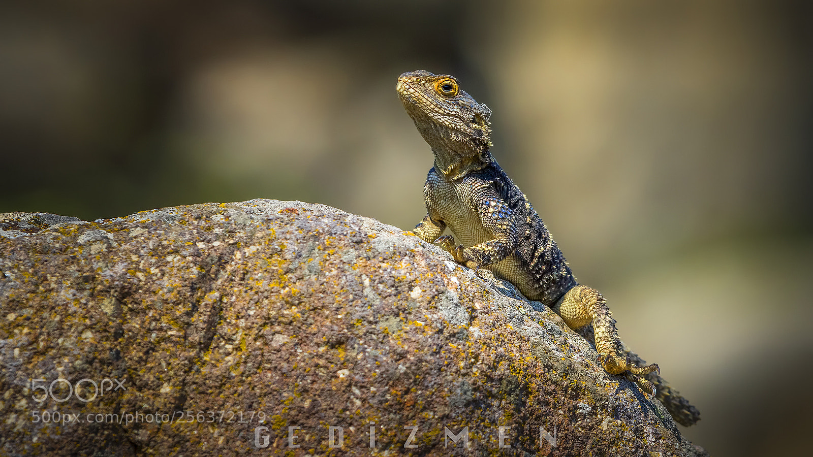 Canon EOS 7D Mark II sample photo. Dikenlikeler photography