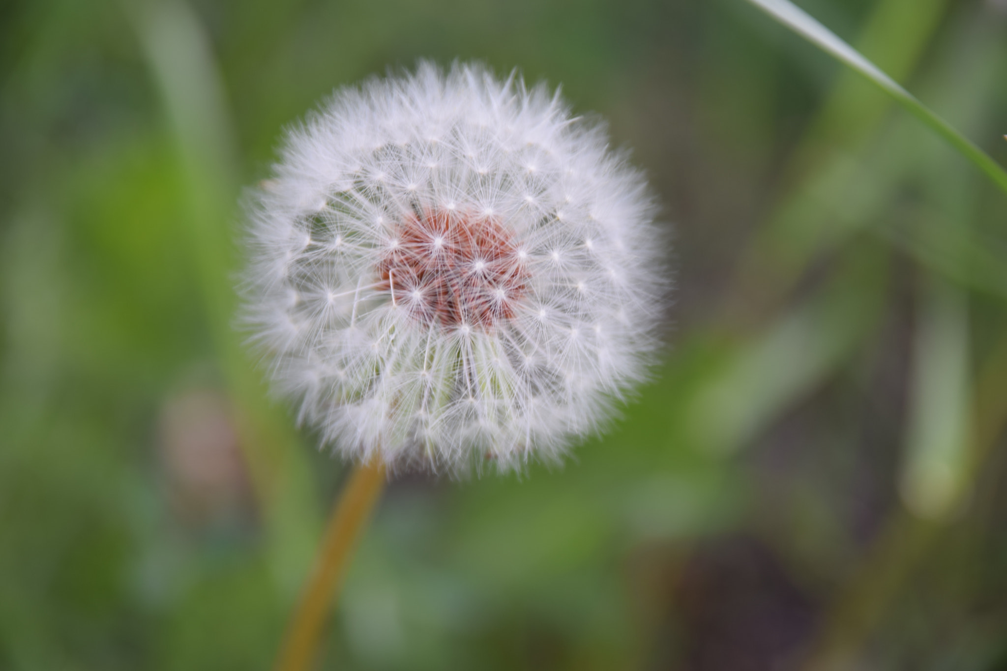 Sigma 17-70mm F2.8-4 DC Macro OS HSM | C sample photo. Make a wish photography
