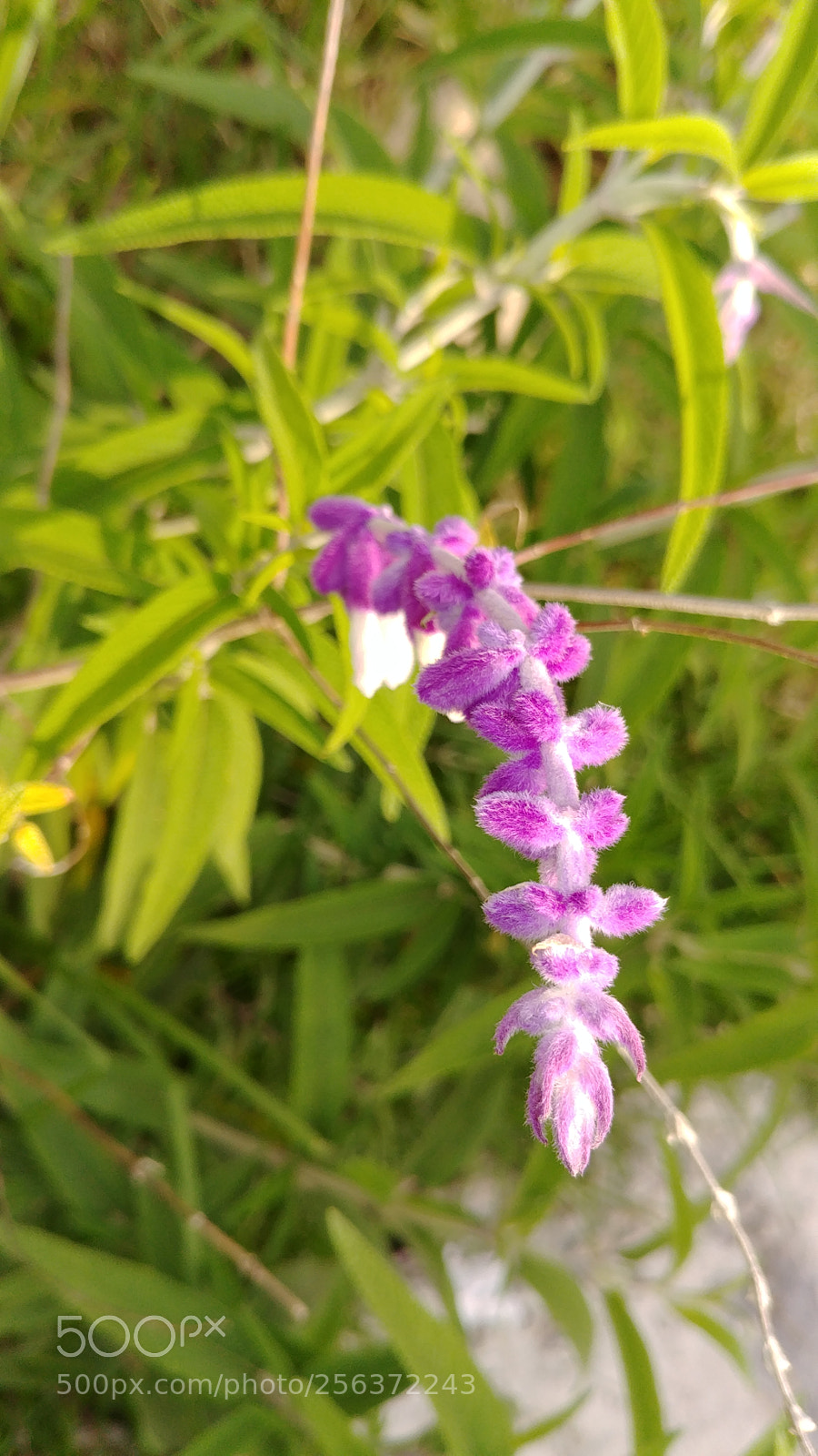 LG G6 sample photo. Untitled photography